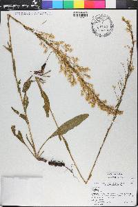 Solidago stricta image