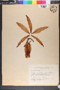 Sobralia lindleyana image