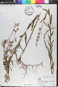 Ludwigia maritima image