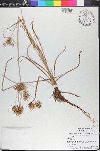 Cyperus polystachyos image