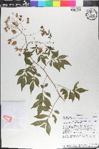 Solanum seaforthianum image