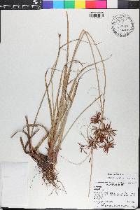 Cyperus planifolius image