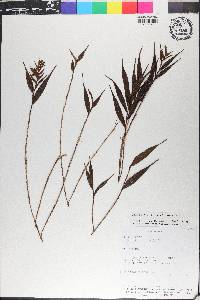 Elleanthus tonduzii image