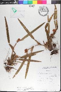 Maxillaria neglecta image