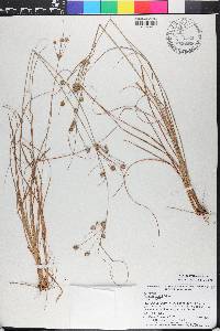 Cyperus ovatus image