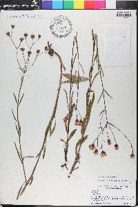 Vernonia blodgettii image