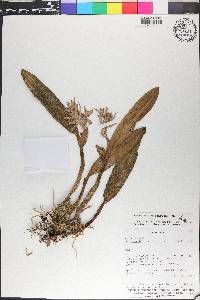 Prosthechea fragrans image