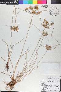 Cyperus polystachyos image