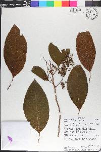 Maesa lanceolata image