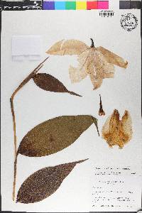 Sobralia chrysostoma image