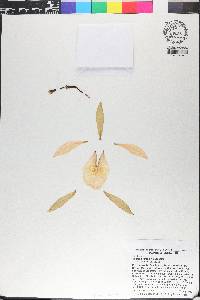Sobralia rarae-avis image