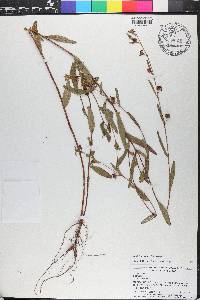 Ludwigia maritima image