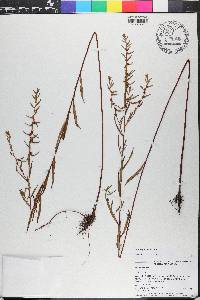 Ludwigia alata image