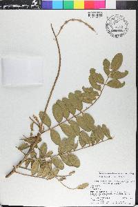 Sophora tomentosa image