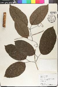 Bignonia aequinoctialis image