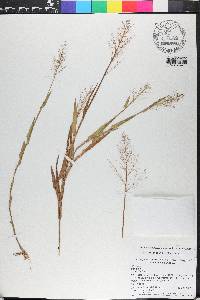 Dichanthelium erectifolium image