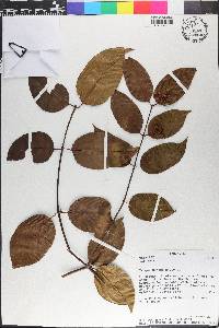 Jasminum meyeri-johannis image