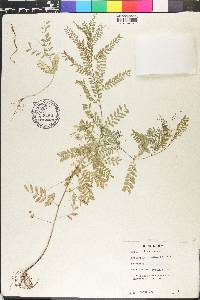 Parkinsonia aculeata image