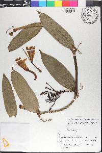 Vanilla planifolia image