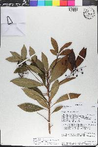 Ardisia crenata image