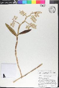 Epidendrum wercklei image