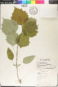 Gmelina arborea image