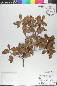 Quercus myrtifolia image