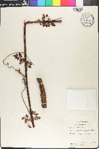 Serjania trachygona image