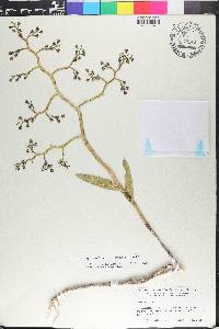 Epidendrum wercklei image