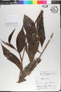 Sobralia powellii image