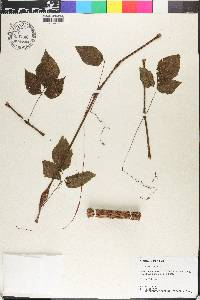 Cissus microcarpa image