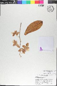 Phalaenopsis stuartiana image