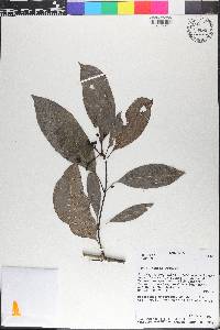 Psychotria triclada image