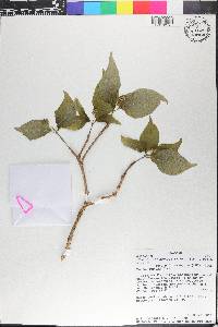 Eumachia abrupta image