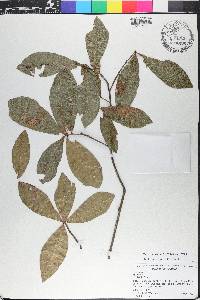 Quercus hemisphaerica image