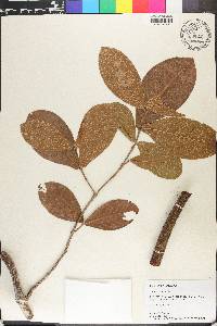 Hiraea reclinata image