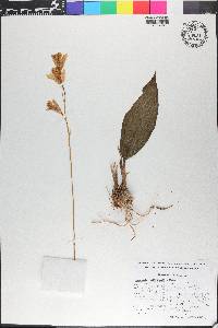Bletia gracilis image