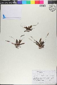 Stelis microchila image