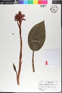 Coccineorchis bracteosa image