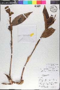 Sobralia chrysostoma image