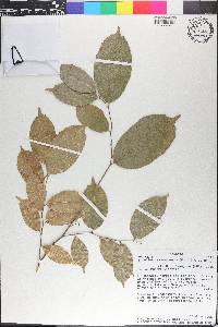 Sloetiopsis usambarensis image