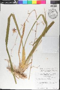 Oncidium sphacelatum image