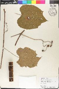 Vitis tiliifolia image