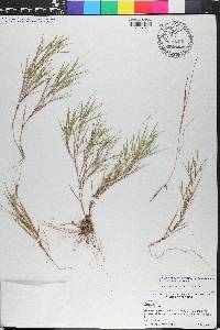 Dichanthelium aciculare subsp. angustifolium image