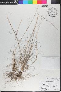 Aristida purpurascens image