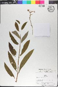 Habenaria avicula image