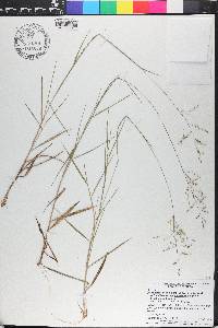 Dichanthelium aciculare subsp. angustifolium image