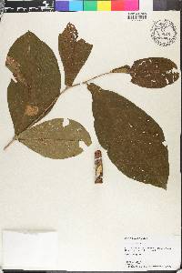 Hiraea reclinata image