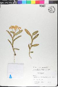 Epidendrum trialatum image