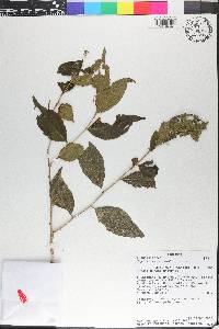 Erythrococca usambarica image